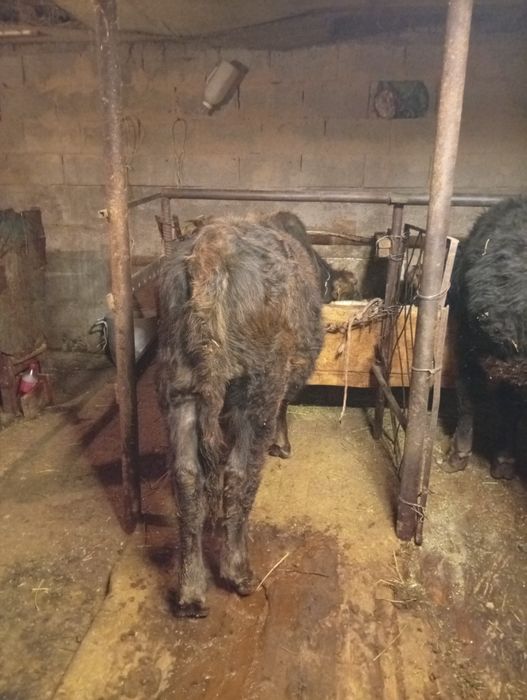 Продам бычков в круг  годалавые бычки