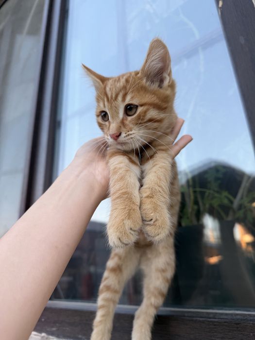 Котенок бесплатно