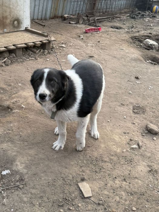 шенок 6 месяцев