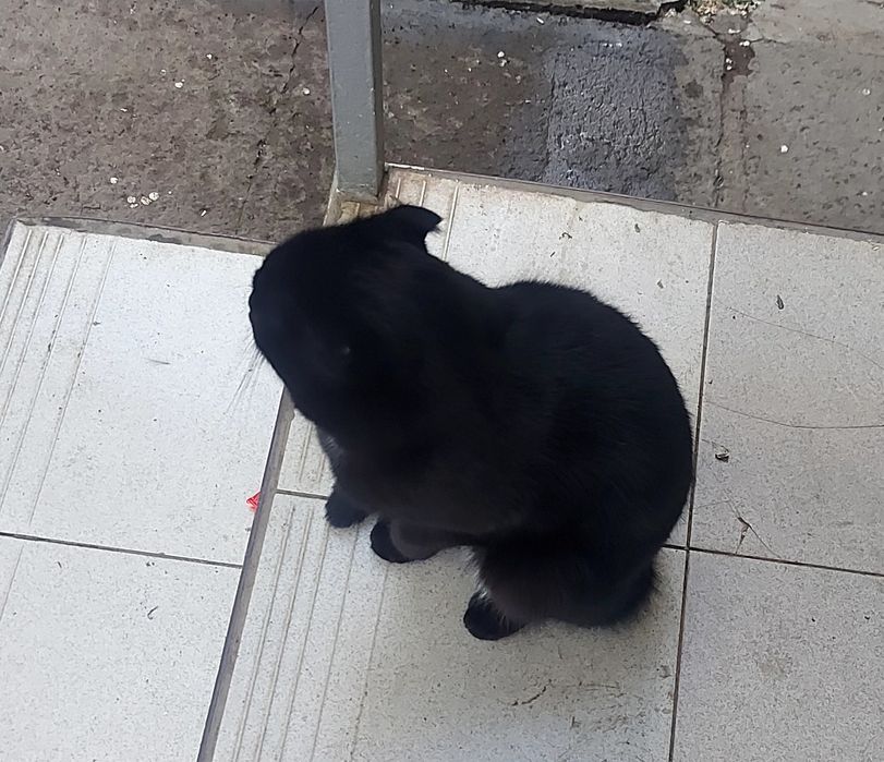Мальчик в добрые руки