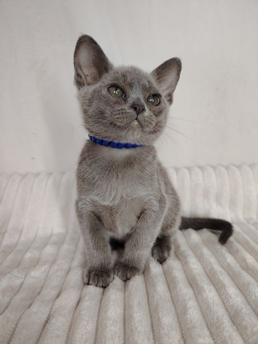 Европейская бурма