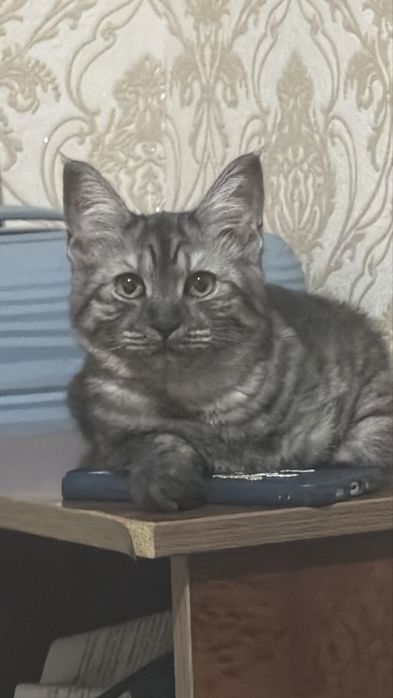 Шатлский мысык..