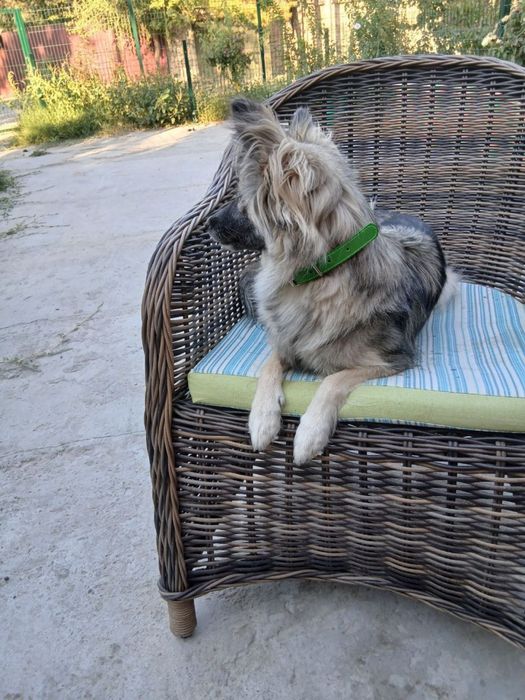 Девочка ищет дом и семью!