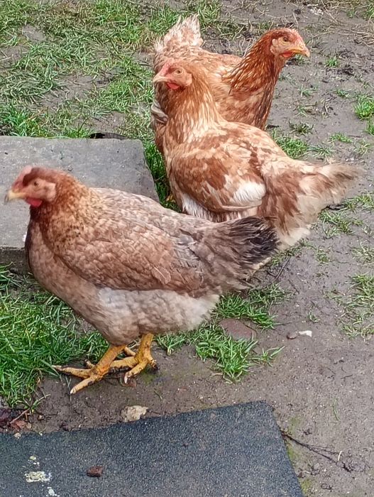 Vând puicuțe mixte