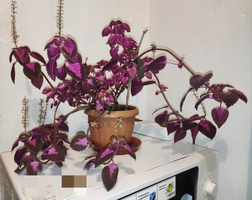 Декабрист красный и другие