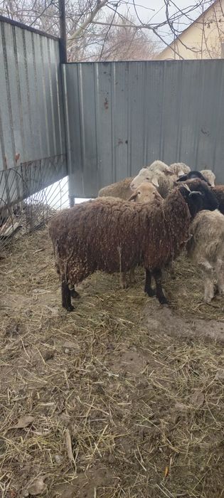 Продам жирных баран откорм