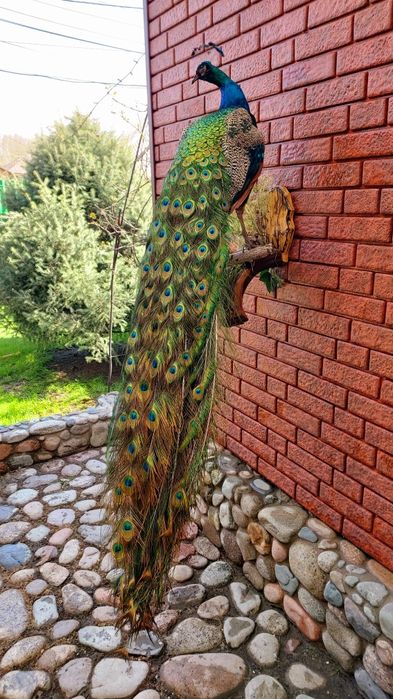 Продам  павлина.