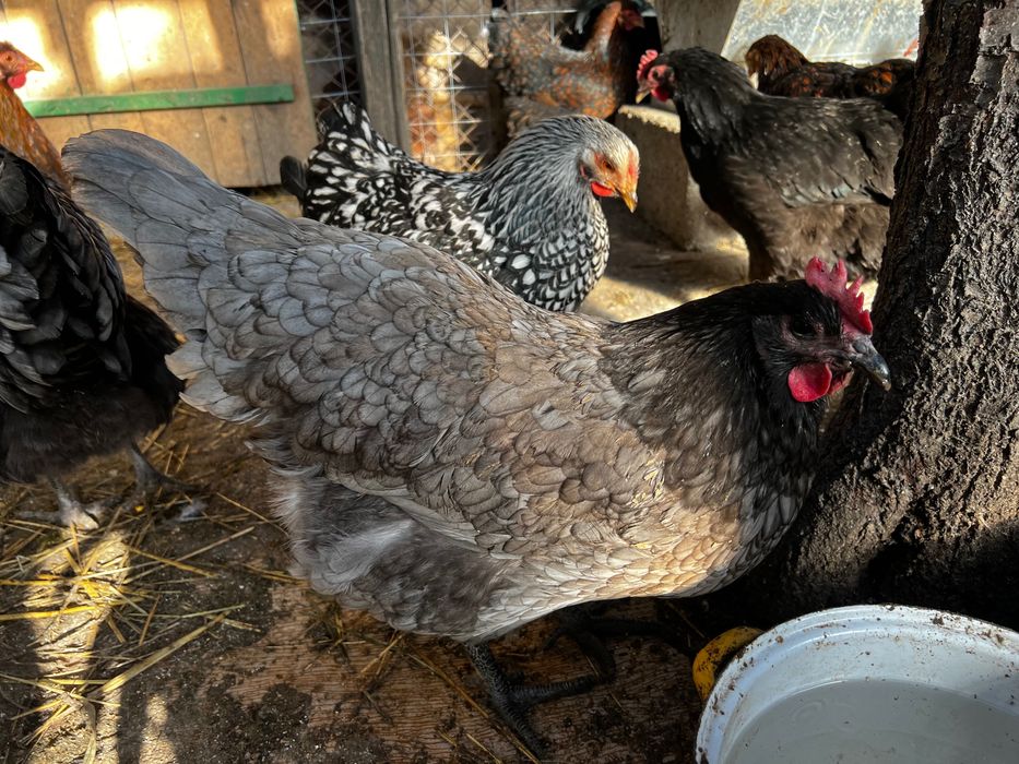 Oua gaini incubat Australorp negru si albastru - Trimit prin curier