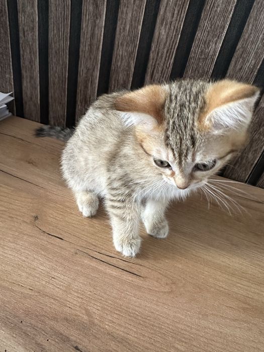 Отдам котят в любящие руки