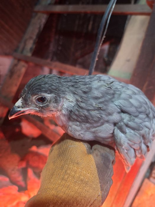 Срочно Продам цеплят 2х месяч