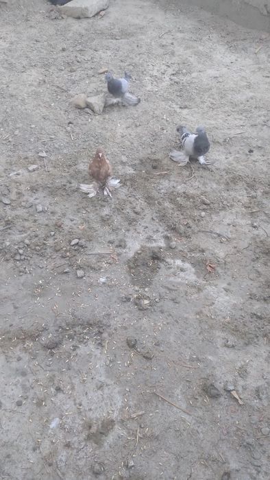 Kabutarlar sotiladi