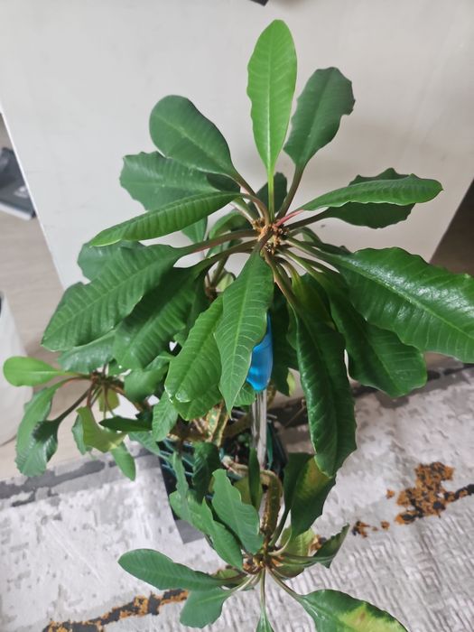 молочай трехгранный (Euphorbia trigona)