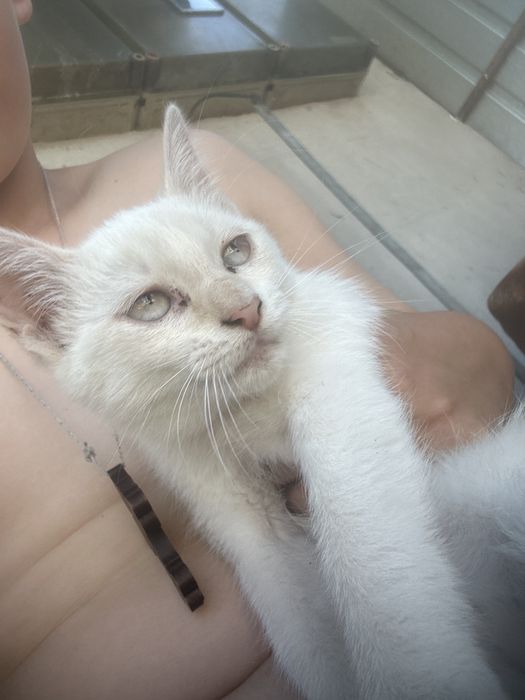 Donez pisici o fata si un baietel