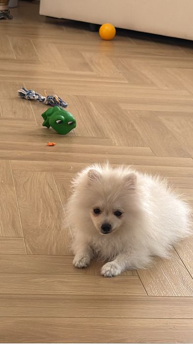 Немецкий шпиц щенок