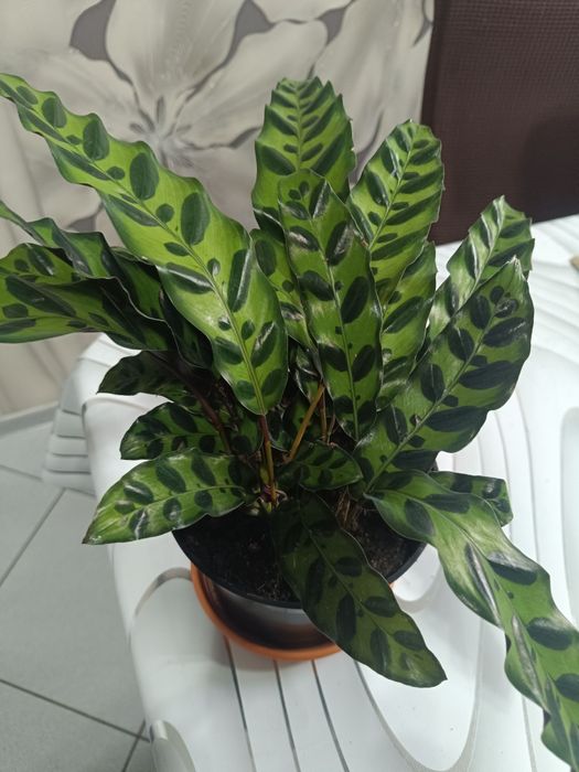 Комнатные цветы 8 марта