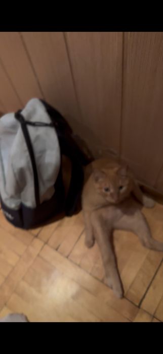 Отдам кота в хорошие руки