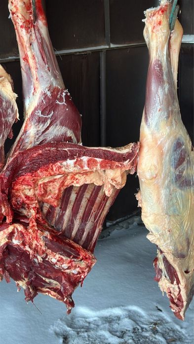 Продается свежая конина