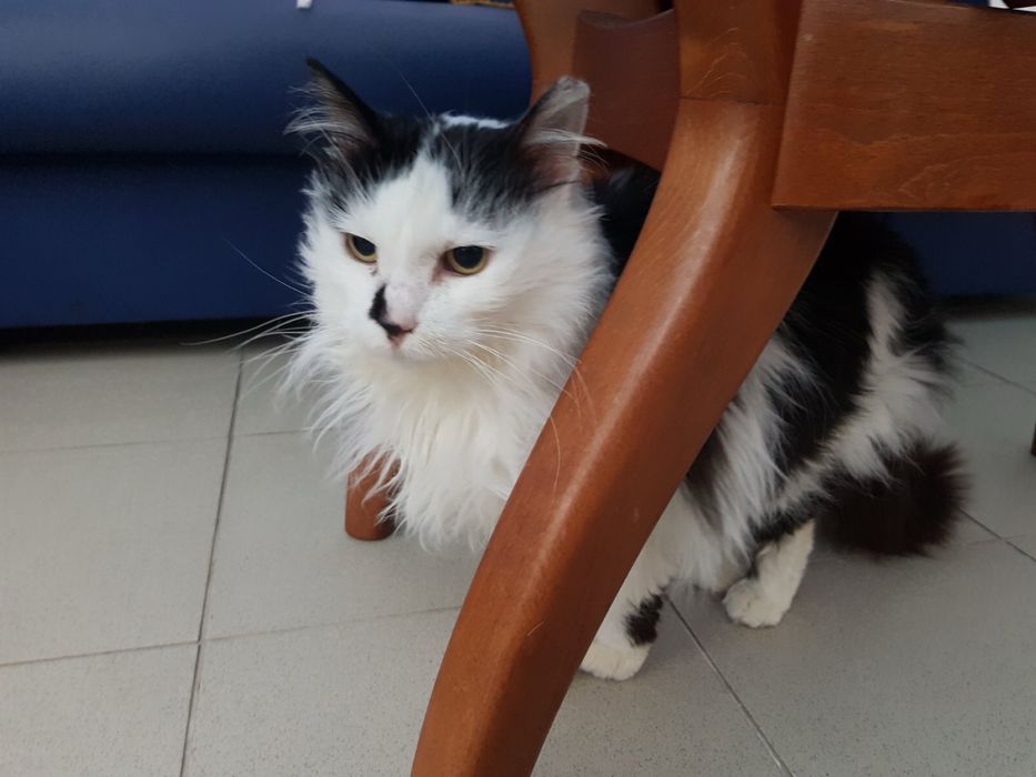 Дългокосместо женско коте търси дом