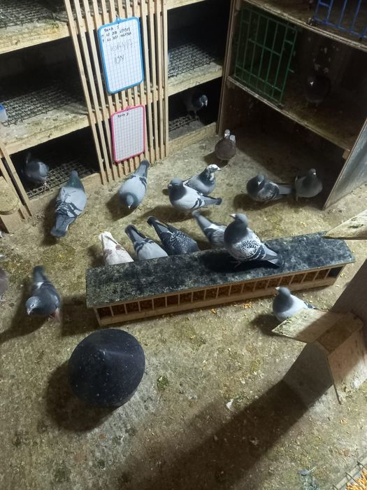 Porumbei origine Belgia si Olanda