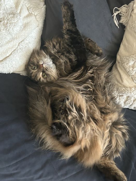 Отдам кошку в добрые руки