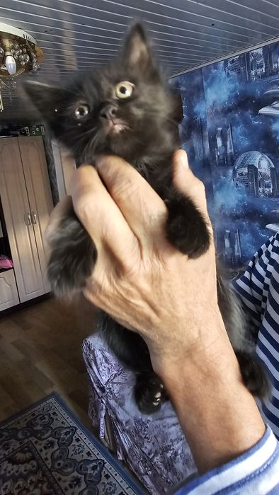 Отдам котят в добрые руки