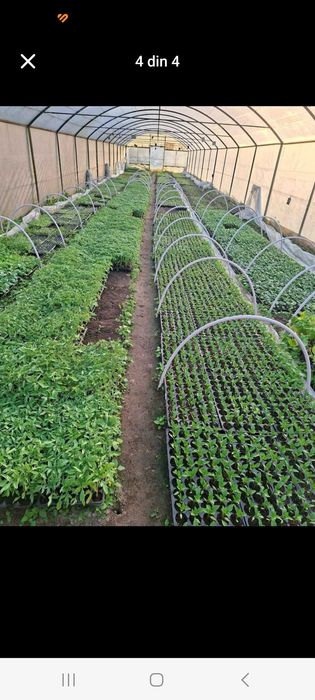 Producator, vand rasaduri