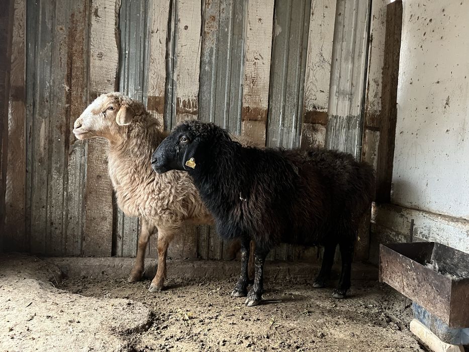 Койлар Овца Союға