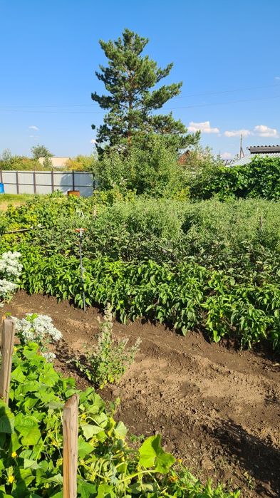 Дача С/о Алтайский энергетик