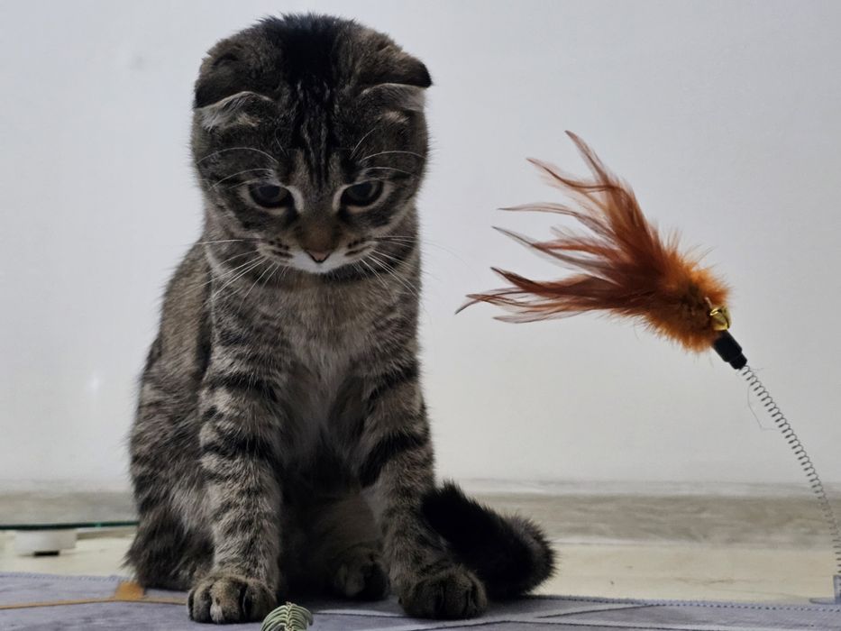 Шотландская вислоухая кошечка