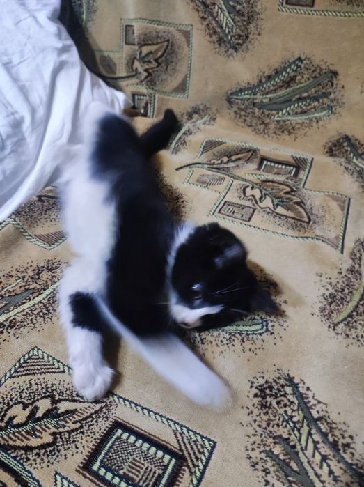 Котёнок 3 месяца , девочка