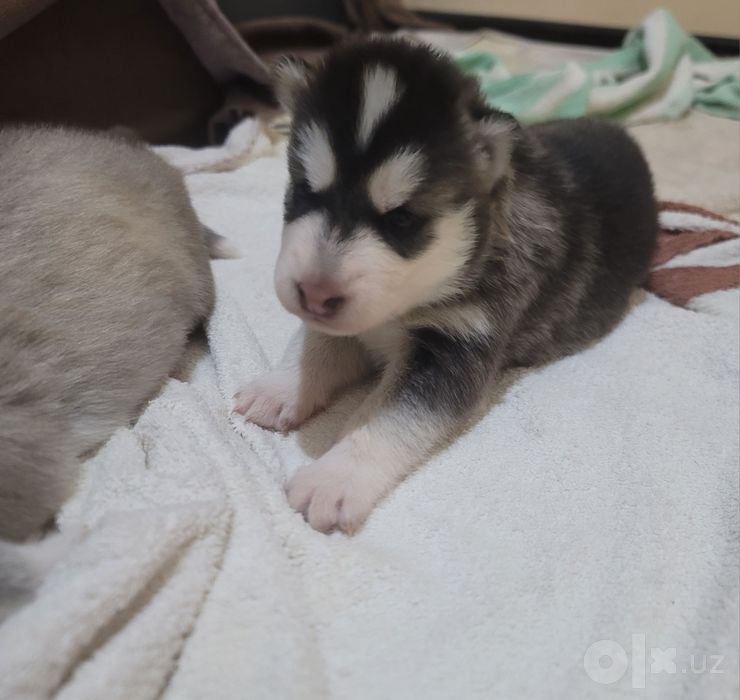 Скоро в продаже чистые сибирские хаски