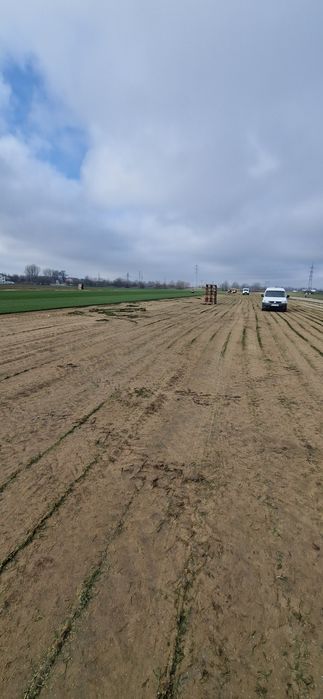 Gazon rulou 35 lei/mp MONTAJ INCLUS