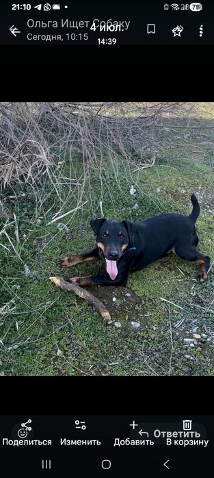 Потерялась собака