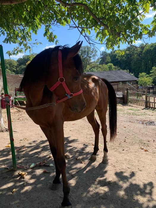 Armasar Pur Sange Arab