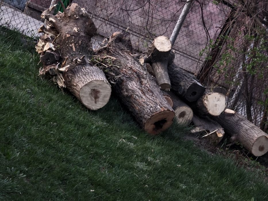 Дрова отдам бесплатно