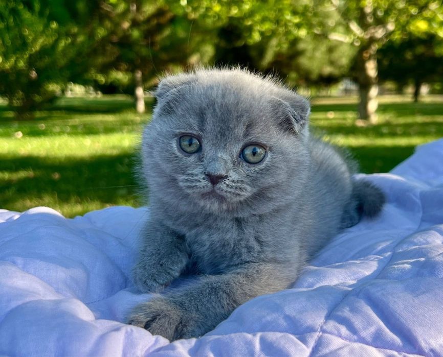 Шотландски котенца