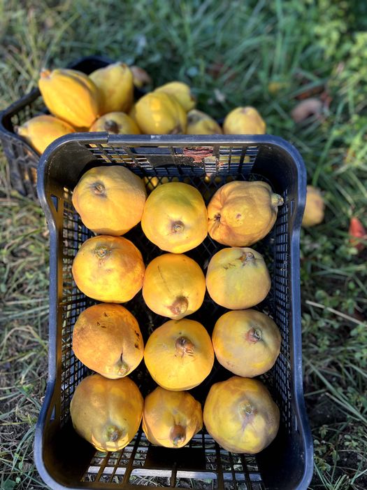 Зрели жълти дюли за производство на дюлева ракия