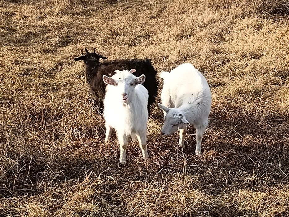 Козлята продажа 3 девочки