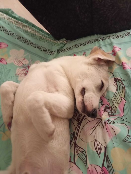 В добрые хорошие руки.