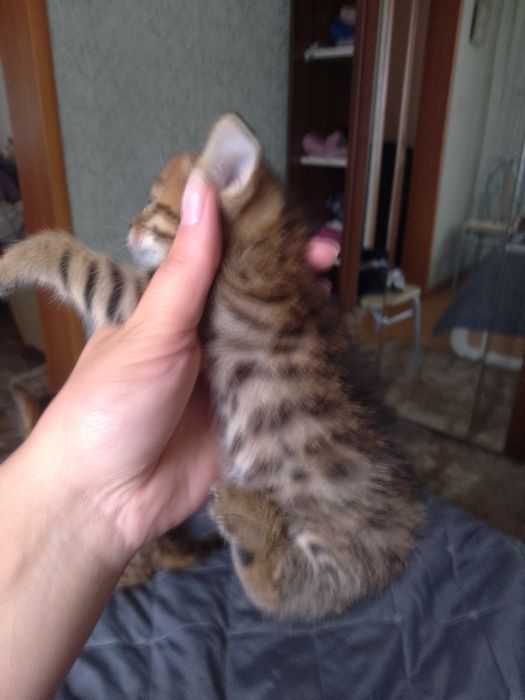 Бенгальские котята
