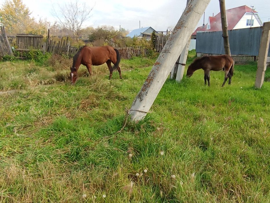 Продам кобылку с жеребёноком