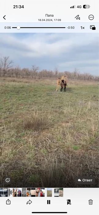 Продаю лошадь с жерибенком