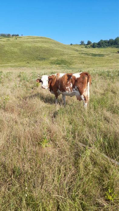 Vand vaca cu vitel de 2 luni