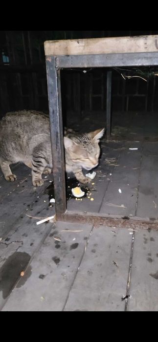 Мысық адасып жүр