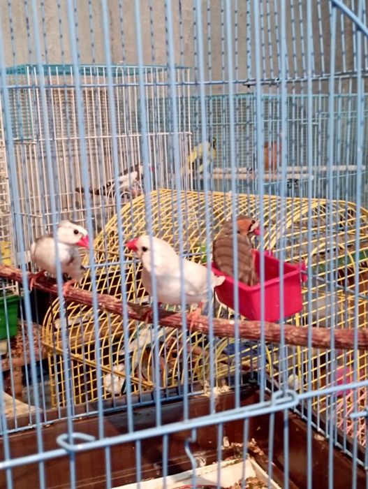 Зебровые Амадины.