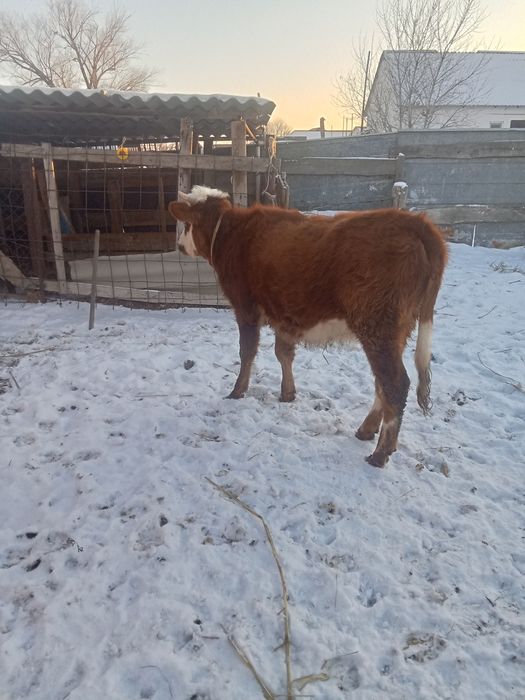 Жас қашар сатылады