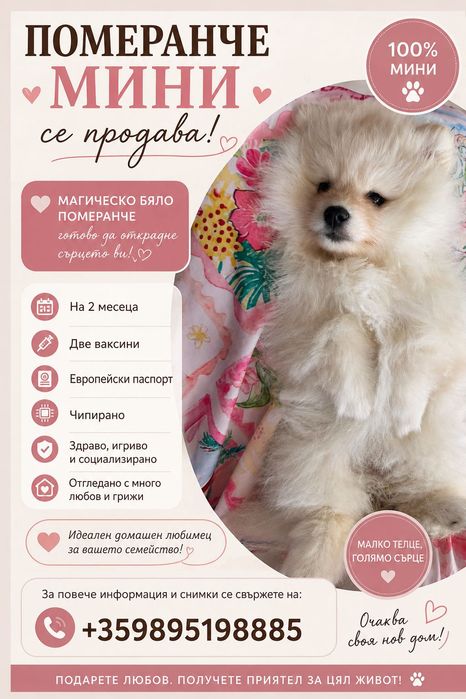 Померанче мини момиче търси дом