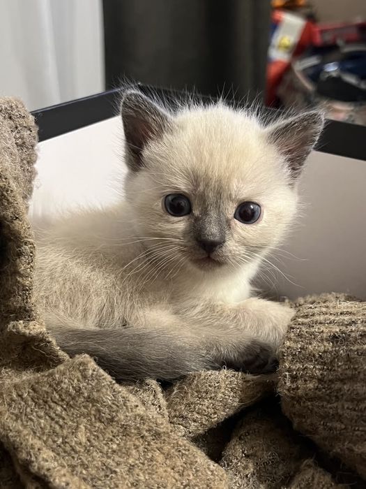 Есть Сиамская кошка