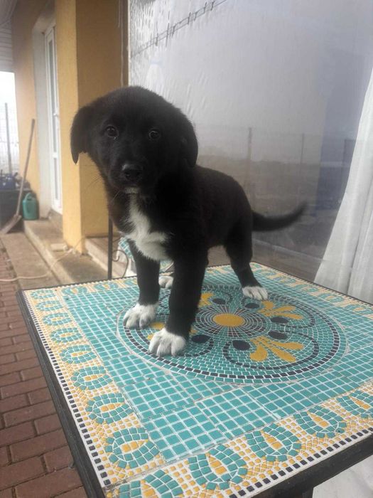 Oferim spre adoptie catelusa de 3 luni foarte iubitoare