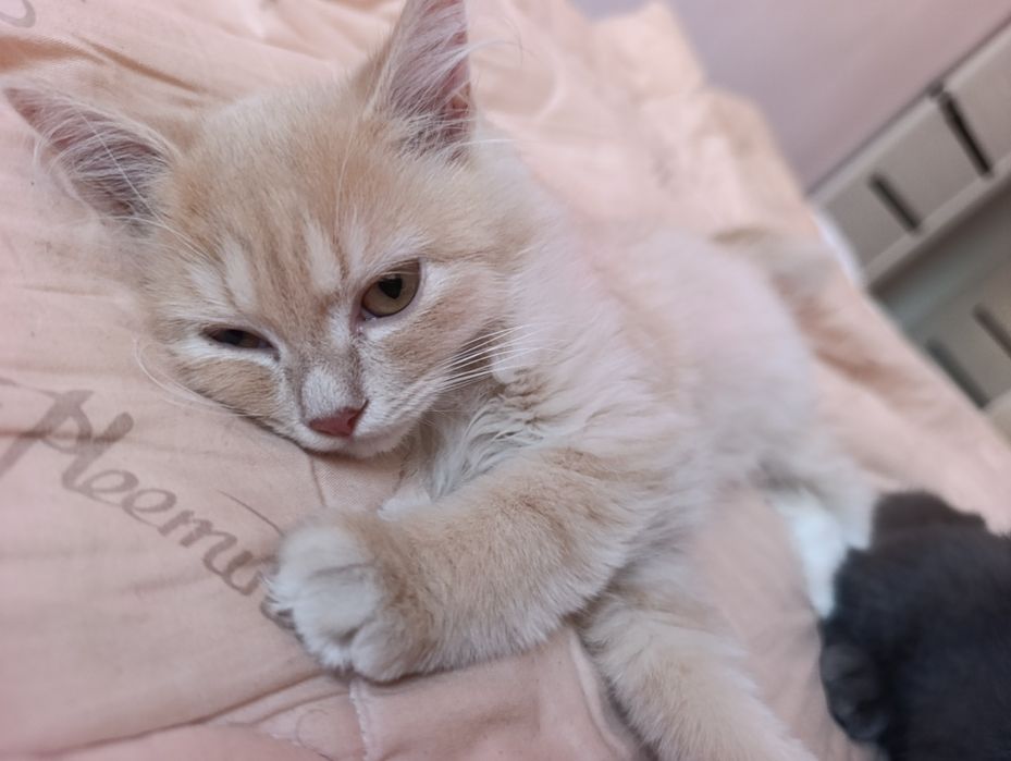 Котенка в добрые руки
